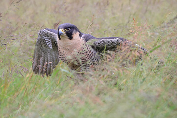 Portrait of a Peregrine Falcon in a meadow
