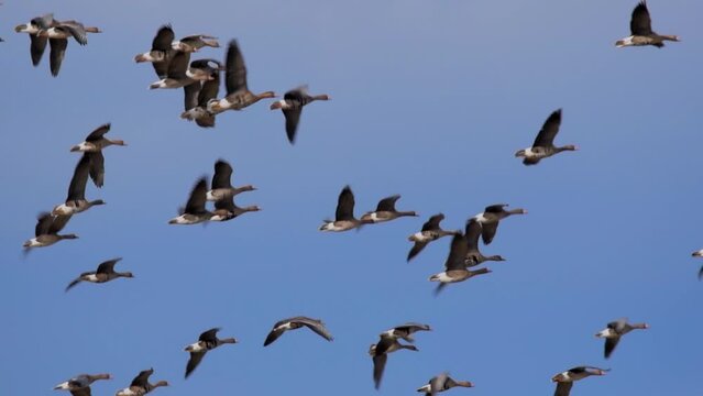 Flying White-fronted geese - Anser albifrons	