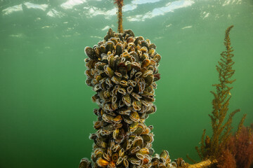 mussel farm underwater. shellfish grow on ropes suspended from the surface in the cold water of holland oosterschelde. the oesterdam is sea water controlled environment for seafood production - obrazy, fototapety, plakaty