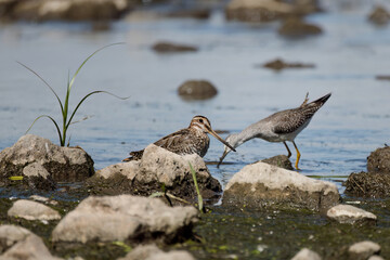 Wilson's snipe  (Gallinago delicata), Inhabitant of swamps, tundra and wet meadows in Canada and the northern United States