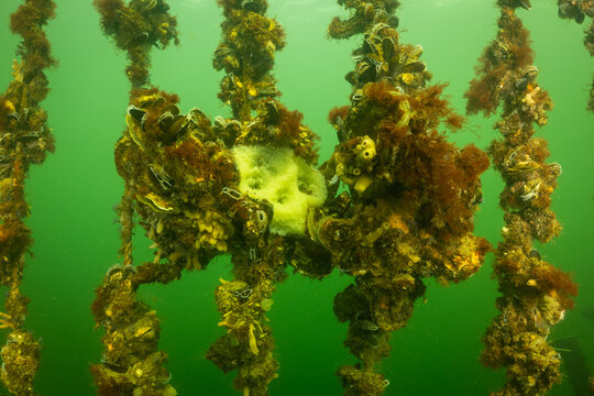 lumpsucker nest with fish eggs roe on ropes used to farm mussels in the oosterschelde in the cold water Netherlands. lumpfish caviar is a delicacy in north europe where this animal has habitat