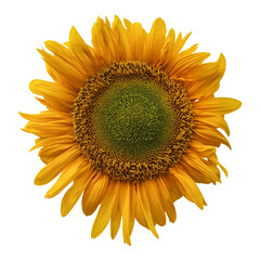 Yellow sunflower isolated on transparent background	