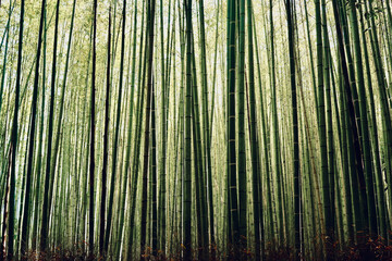 Bambuswald, Arashiyama Japan
