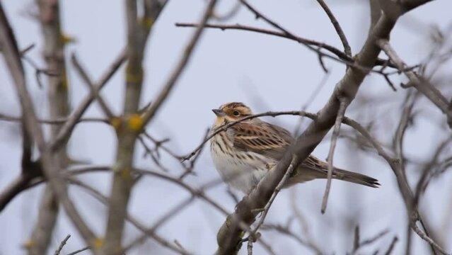 Little Bunting Emberiza pusilla on the tree