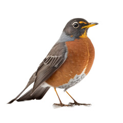 Fototapeta premium isolated American robin bird, macro, png, transparent background, spring, summer, vertical, horizontal, close up, Turdus migratorius, Generative AI