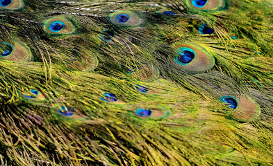 Photos beautiful peacock feathers bright wonderful