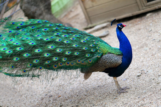 Photos beautiful peacock feathers bright wonderful
