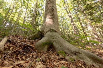 View of the undergrowth in the foreground