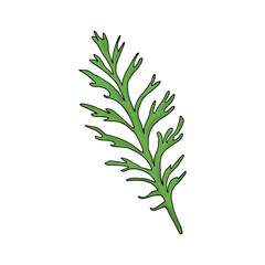 Flower leaf vector illustration, isolated on white background, chamomile leaf