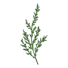 Chamomile leaf vector illustration, isolated on white background