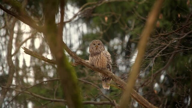 Ural owl strix uralensis perching on tree