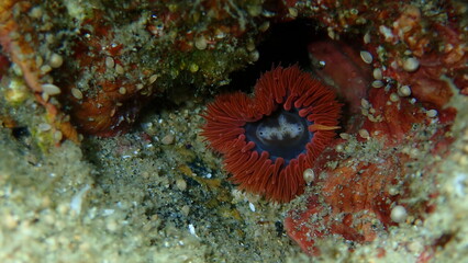 Elegant anemone or rosy anemone (Cylista elegans) close-up undersea, Aegean Sea, Greece, Halkidiki