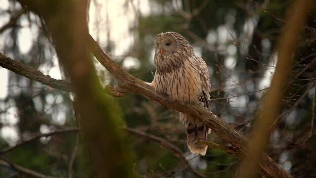 Ural owl strix uralensis perching on tree