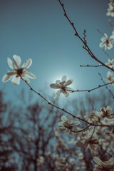 Flowering trees in spring on a sunny day 