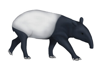Illustration of Malayan tapir isolated on white background 