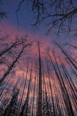 Im Winter kahle Bäume zur blauen Stunde fotografiert