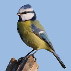 Mésange en Low Poly