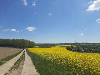 Obraz premium Rapswiese