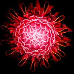 Flor de gengibre da tocha