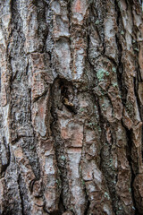arbre