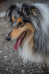 chien