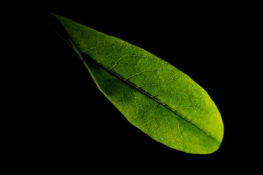 Fototapeta Close Up Of A Green Leaf and Its Veins On a Black Background