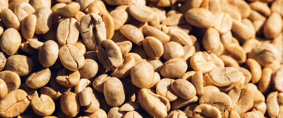 Coffee beans dried in the sun. Coffee bean drying. Coffee beans are drying at coffee farm