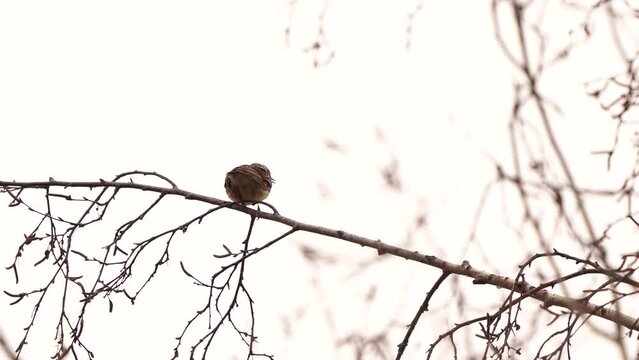 A male woodlark or wood lark (Lullula arborea) sitting in the top of a birch in winter
