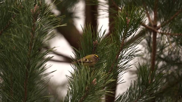  A goldcrest (Regulus regulus) foraging in a pine tree (slow motion)