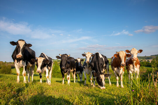 Troupeau de vaches laiti&egrave;re dans les champs au milieu de la nature.