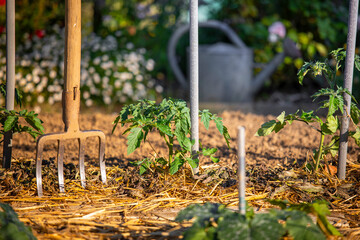 Fourche et arrosoir dans un jardin potager au milieu des légume.