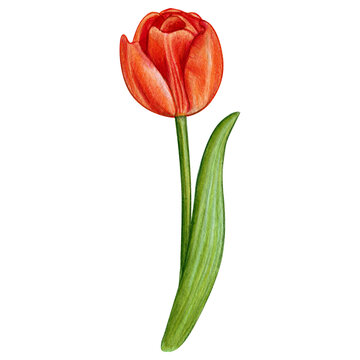 watercolor hand drawn colorful tulip