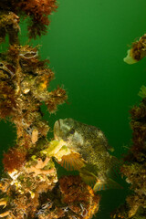 male lumpsucker fish with shellfish mussel farm in breeding mating season shot in cold water oosterschelde in the Netherlands. cyclopterus lumpus in Holland north sea makes eggs like caviar