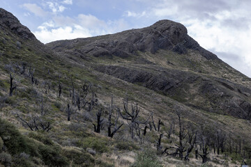 Dead trees at Torres del Paine National Park