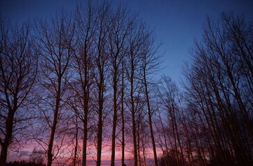 Some trees and a beautiful sunset, Winter 2023