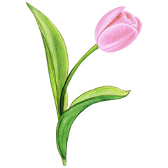 Obraz premium watercolor hand drawn colorful tulip