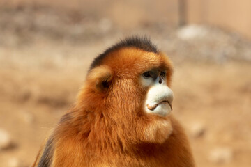 Close up Beautiful Golden Monkey