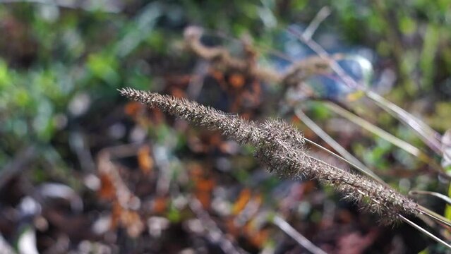 beautiful nature
