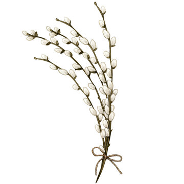 Watercolor Pussy Willow Decoration