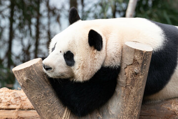 Funny pose of male panda in Korea