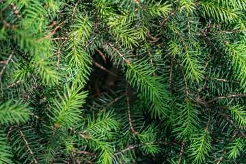 Fototapeta na wymiar Natural pattern of green spruce branches in sunlight with small green needles with an empty triangular space in the center, natural green background, shallow depth of field, macro, naturalism