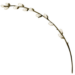 Watercolor pussy willow decoration