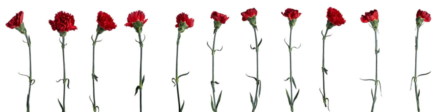 Red carnations flowers isolated on transparent background. PNG file.
