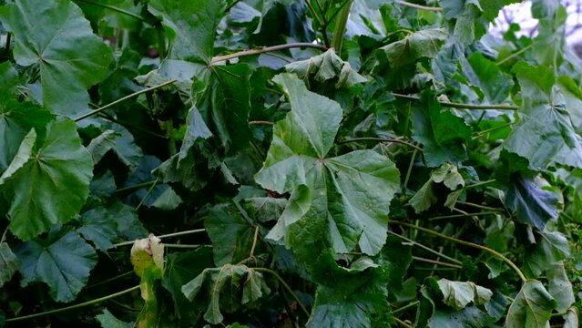 foglie di malva