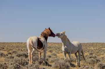 Obraz premium Wild Horses in the Wyoming Desert in Fall