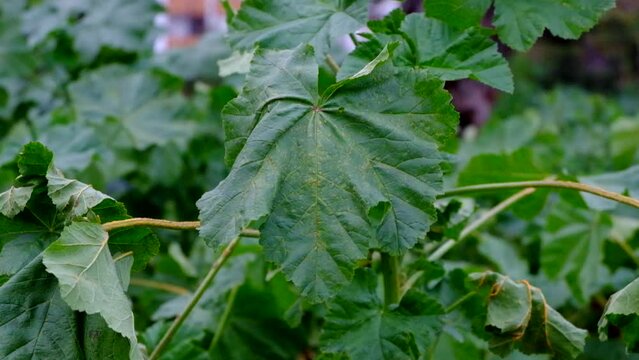 foglie di malva