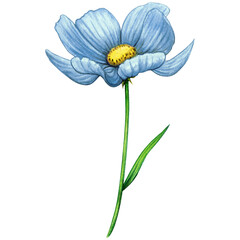 Watercolor pink cosmos flower