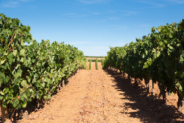 Fototapeta na wymiar Vineyards landscape from Duero viticulture area, Spain