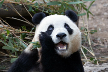 Close up a portrait of Cute Panda in Korea