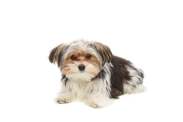 Puppy Maltese lapdog isolated on white background..